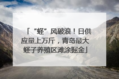 “蛏”风破浪！日供应量上万斤，青岛最大蛏子养殖区滩涂掘金