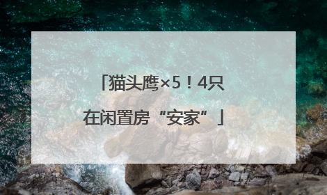 猫头鹰×5！4只在闲置房“安家”