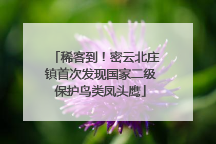 稀客到！密云北庄镇首次发现国家二级保护鸟类凤头鹰