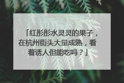 红彤彤水灵灵的果子，在杭州街头大量成熟，看着诱人但能吃吗？
