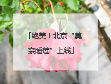绝美！北京“莫奈睡莲”上线