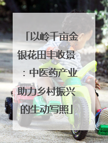 以岭千亩金银花田丰收景：中医药产业助力乡村振兴的生动写照