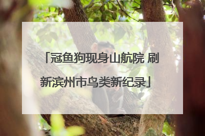 冠鱼狗现身山航院 刷新滨州市鸟类新纪录