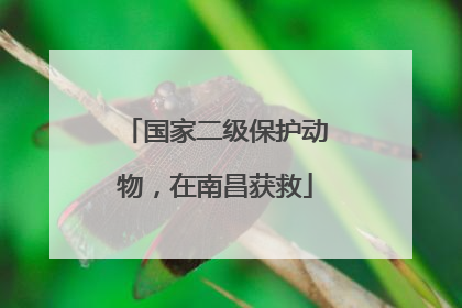 国家二级保护动物，在南昌获救