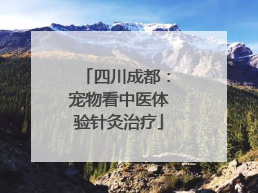 四川成都：宠物看中医体验针灸治疗