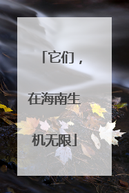 它们，在海南生机无限