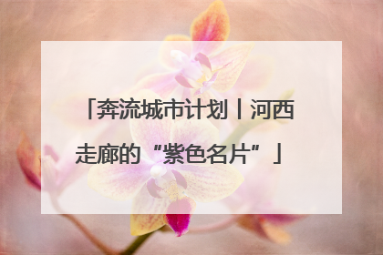 奔流城市计划丨河西走廊的“紫色名片”