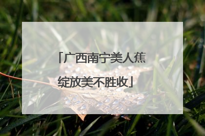 广西南宁美人蕉绽放美不胜收