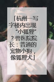 杭州一写字楼内出现“小狐狸”？兽医院院长：普通的宠物小狗，像狐狸犬