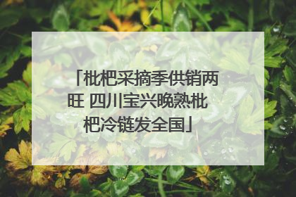 枇杷采摘季供销两旺 四川宝兴晚熟枇杷冷链发全国