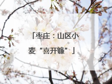 枣庄：山区小麦“喜开镰”