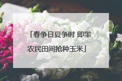 春争日夏争时 即墨农民田间抢种玉米