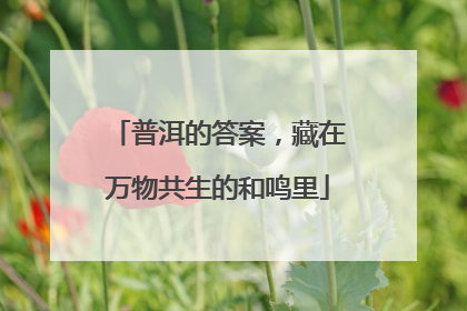 普洱的答案，藏在万物共生的和鸣里