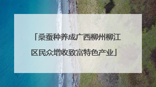 桑蚕种养成广西柳州柳江区民众增收致富特色产业