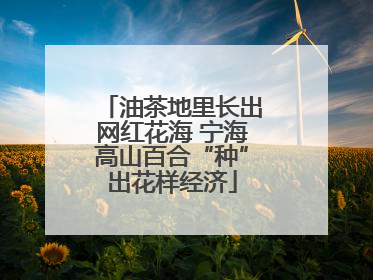 油茶地里长出网红花海 宁海高山百合“种”出花样经济