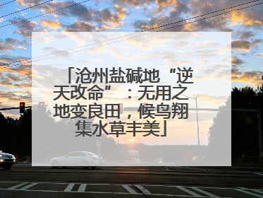 沧州盐碱地“逆天改命”：无用之地变良田，候鸟翔集水草丰美