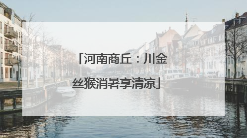 河南商丘：川金丝猴消暑享清凉