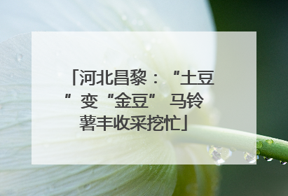 河北昌黎：“土豆”变“金豆” 马铃薯丰收采挖忙
