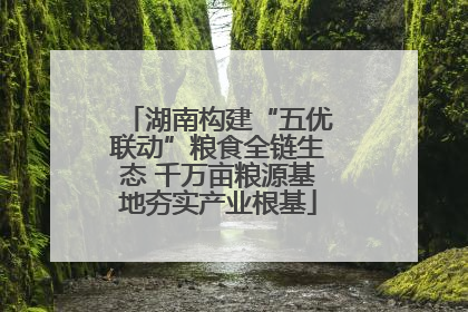 湖南构建“五优联动”粮食全链生态 千万亩粮源基地夯实产业根基
