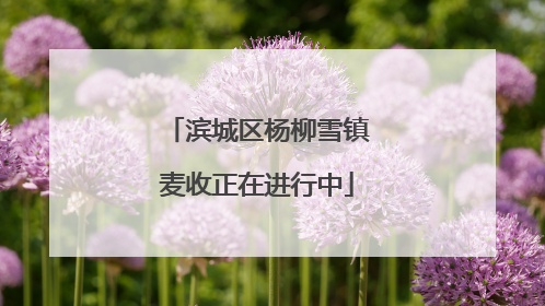滨城区杨柳雪镇麦收正在进行中