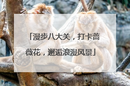 漫步八大关，打卡蔷薇花，邂逅浪漫风景