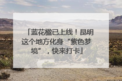 蓝花楹已上线！昆明这个地方化身“紫色梦境”，快来打卡