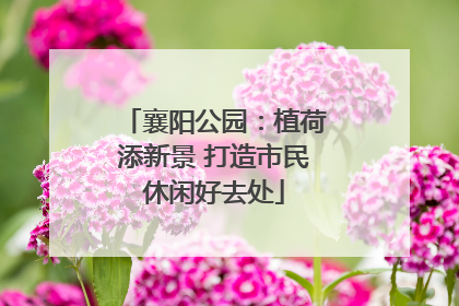 襄阳公园：植荷添新景 打造市民休闲好去处