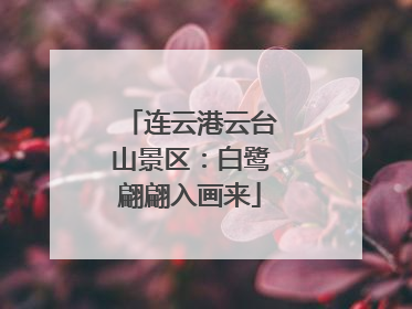 连云港云台山景区：白鹭翩翩入画来