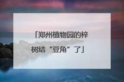 郑州植物园的梓树结“豆角”了