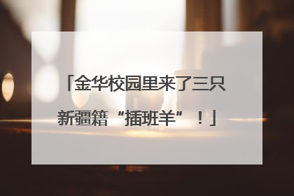金华校园里来了三只新疆籍“插班羊”！