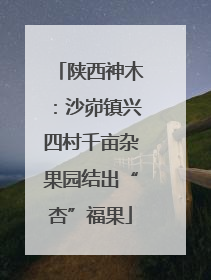 陕西神木：沙峁镇兴四村千亩杂果园结出“杏”福果