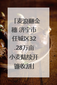 麦浪翻金穗 济宁市任城区32.28万亩小麦陆续开镰收割