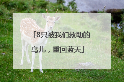 8只被我们救助的鸟儿，重回蓝天